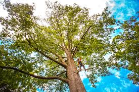 Best Tree Disease Treatment  in Brielle, NJ