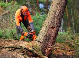 Best Emergency Tree Removal  in Brielle, NJ