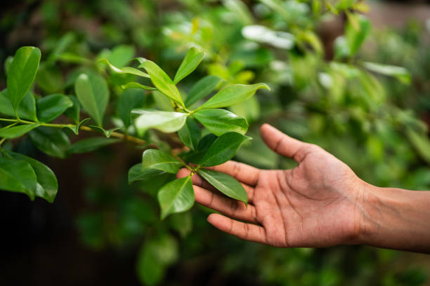 Best Tree Trimming and Pruning  in Brielle, NJ