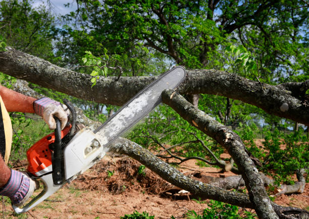 Best Tree and Shrub Care  in Brielle, NJ